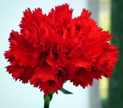 Carnation